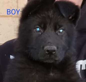 German shepherd czech lines best sale for sale