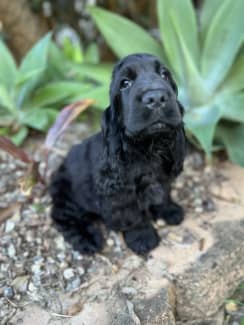 can a american cocker spaniel live in australia