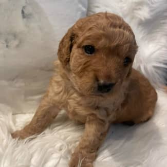 Gumtree best sale cavoodle puppies