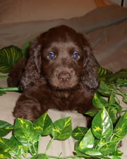 Chocolate hotsell spoodle puppy