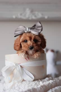 Tiny F1 Toy Poodle Puppies Male Available | Dogs & Puppies | Gumtree  Australia Liverpool Area - Hinchinbrook | 1315351664