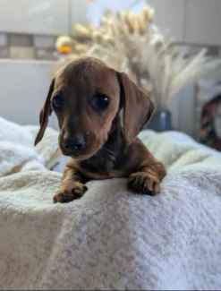 True Miniature Dachshunds Dogs Puppies Gumtree Australia Salisbury Area Salisbury North 1327569664