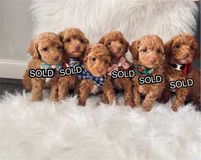 Rare Liver Pointed Toy Poodle Puppies