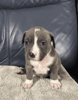 Staffy puppies clearance for rehoming