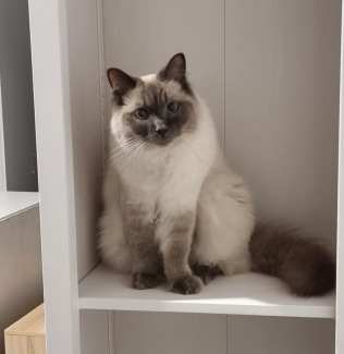 Gumtree best sale missing cat