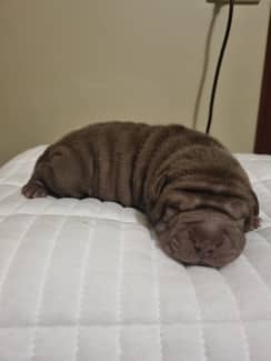 Shar pei best sale eating a strawberry