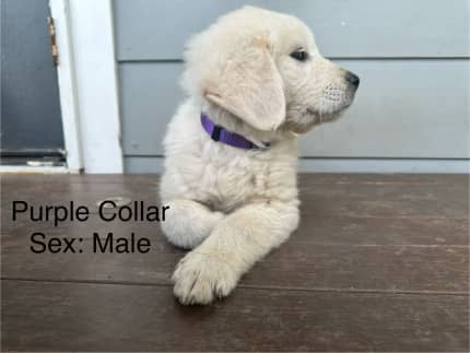 Golden retriever x sales maremma