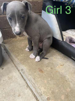 Gumtree whippet hot sale puppies