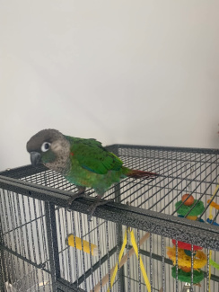 green cheek conure gumtree