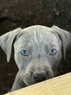 American staffy x fashion kelpie