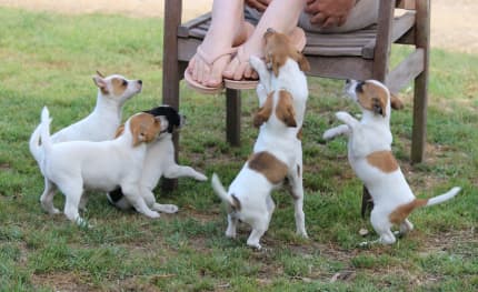 how much do tenterfield terrier puppies cost