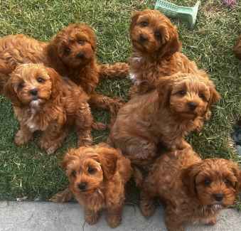 Cavoodle gumtree best sale