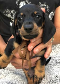 Dachshund puppies for sale sales gumtree