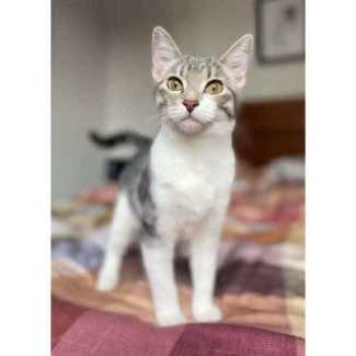 Kitten for 2024 adoption gumtree