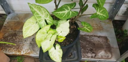 Trailing Syngonium | Plants | Gumtree Australia Redcliffe Area - Margate |  1306939067