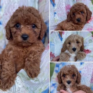 Cavalier toy outlet poodle