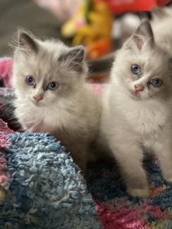 Gumtree ragdoll deals