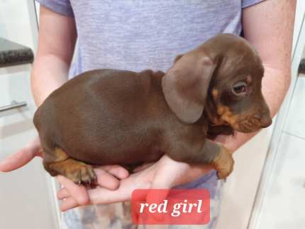 Dachshund best sale puppies gumtree