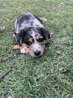 Kelpie merle hotsell