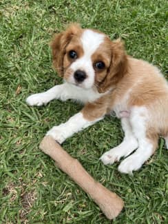 Cavalier king sale charles spaniel gumtree