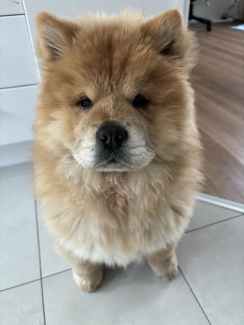 Gumtree chow chow best sale