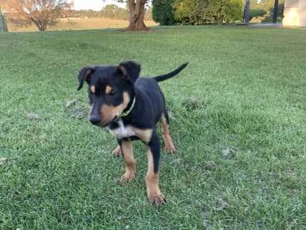 Kelpie puppies hot sale gumtree