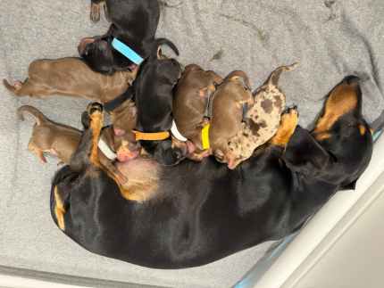 Dachshund puppies discount for sale gumtree