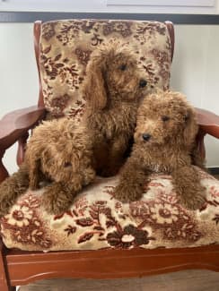 Double j standard store poodles