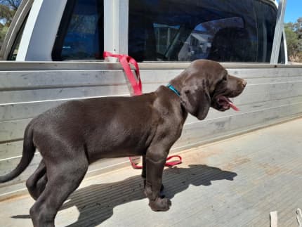 Vizsla cross pointer hot sale puppies for sale