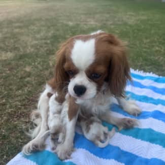 King charles hot sale spaniel gumtree