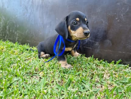 Dachshund 2024 puppies gumtree