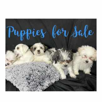 Chihuahua x shih tzu puppies best sale for sale