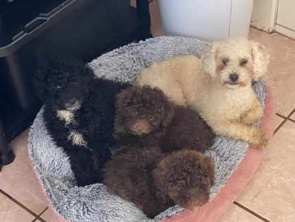 Pure Bred Toy Poodle Puppies Dogs Puppies Gumtree Australia Devonport Area Devonport 1327753704