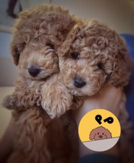 Cavoodle x hotsell toy poodle