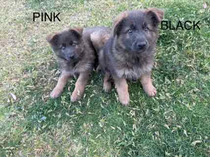 Long haired blue german shepherd best sale