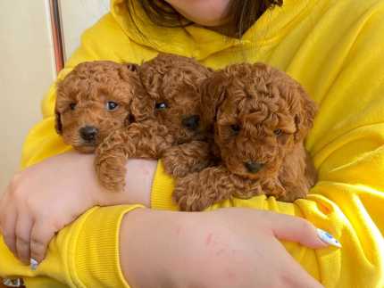 Miniature poodles for sale gumtree hotsell