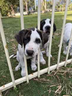 Warrego bull arab deals pups for