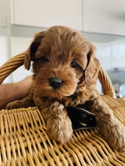 Gumtree sales cavoodle puppies