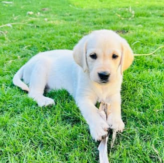 Lab x golden retriever 2024 puppies