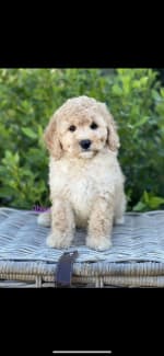 Gumtree teddy shop bear puppies