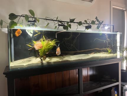 6ft aquarium hotsell