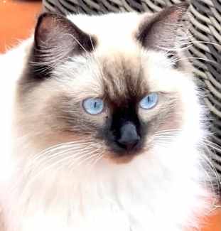 Ragdoll Purebred with Pedigree Papers and microchipped