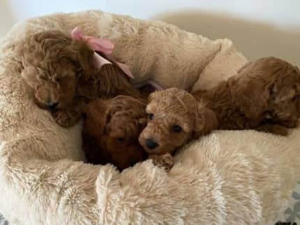 miniature poodle gumtree