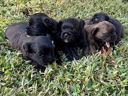 Poodle Pug Mix Dog Wiener Dog Pug Cross Dachshund For Sale Pug