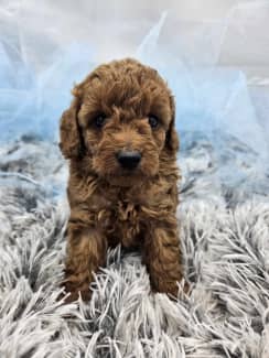 Toy poodle gumtree hotsell