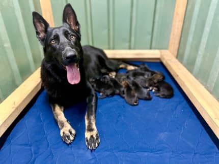 Gumtree sales australia puppies