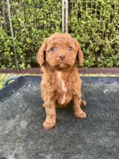 Toy cavoodle clearance gumtree