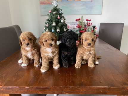 toy poodle puppies for sale sacramento