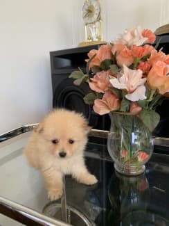 Ebay pomeranian store puppies for sale