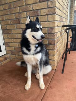 Free to store good home husky